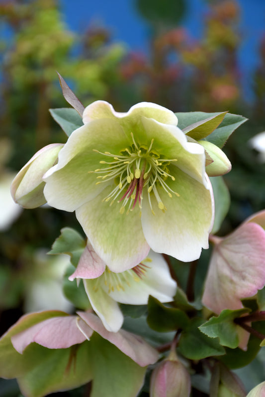 Helleborus-Molly's White .5C