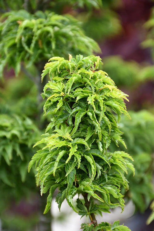 Maple-Shishigashira 6C