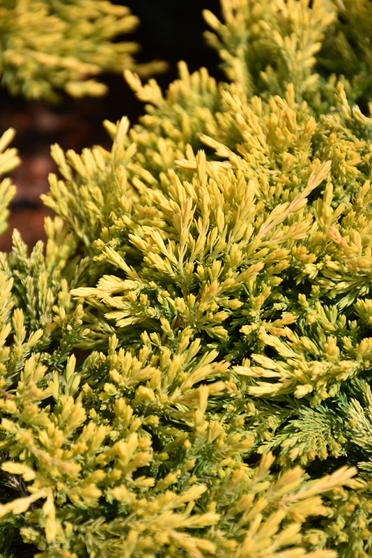 Juniper-Gold Strike 3C