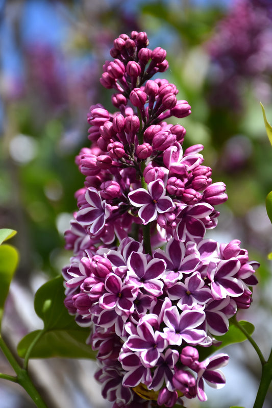 Lilac-Sensation 6C