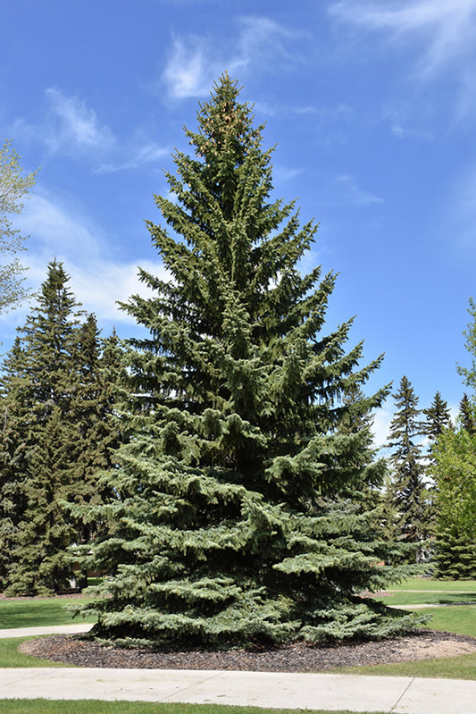 Spruce-Colorado Blue 5'BP