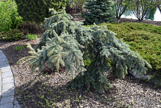 Spruce-Blue Weeping 6C