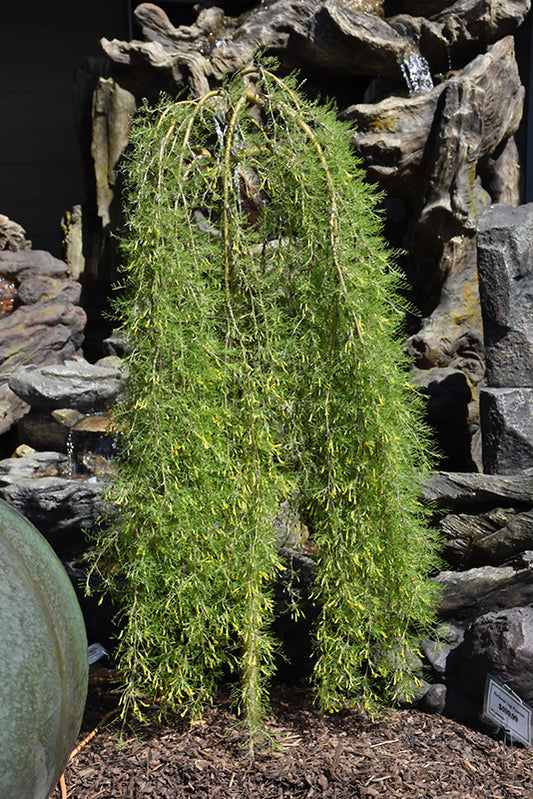 Siberian Peashrub-Walker Weeping 15" 5C