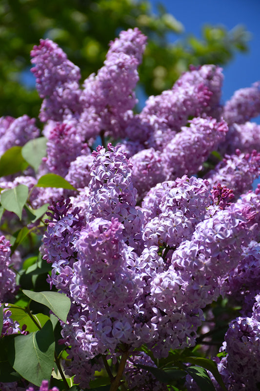 Lilac-Common 5C