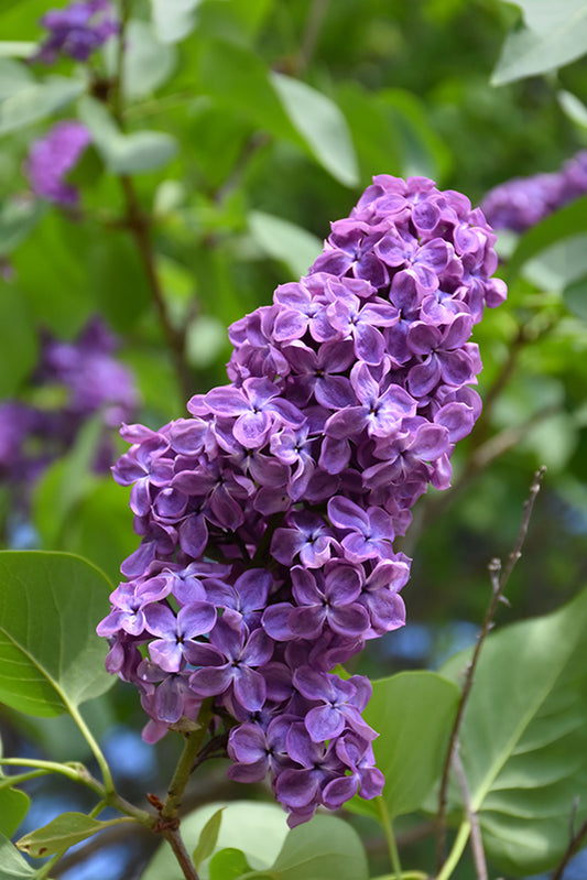 Lilac-Pocahontas 3C