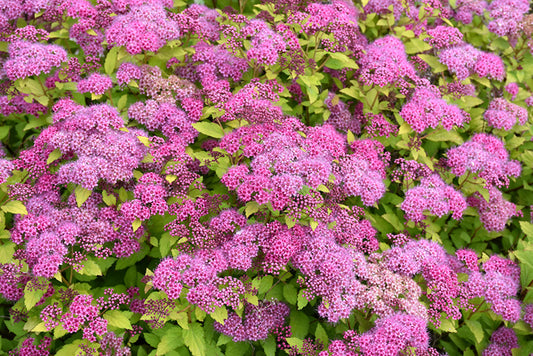 Spirea-Magic Carpet 3C