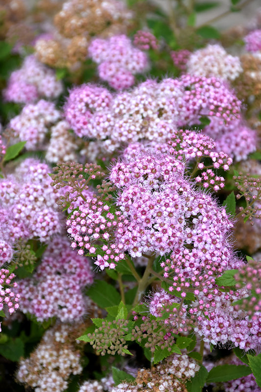 Spirea-Little Princess 3C