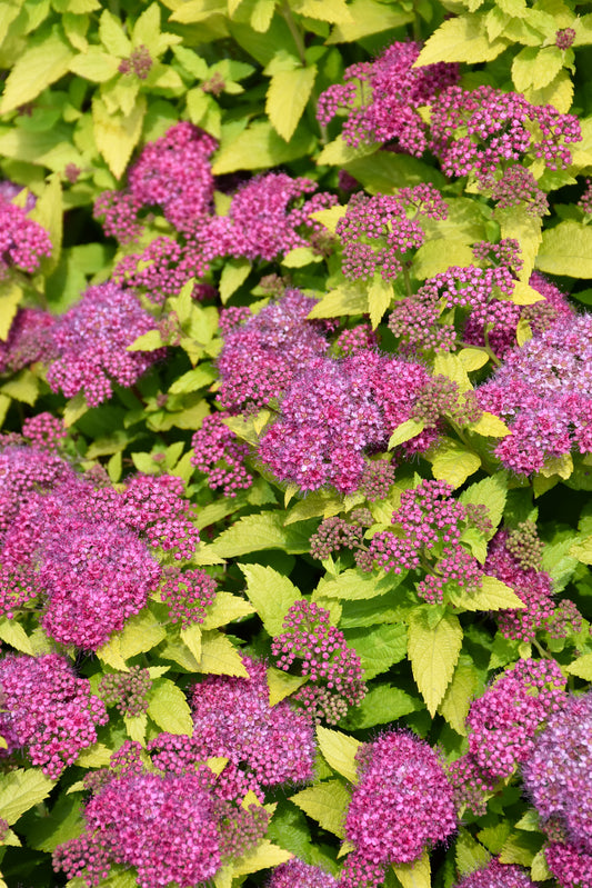 Spirea-Double Play® Gold 2C