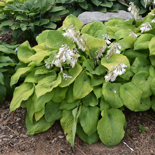 Hosta-Golden Scepter 1C