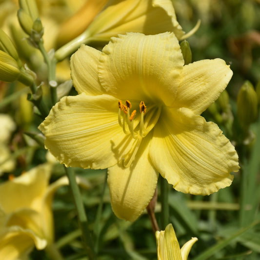 Daylily-Stella Supreme 1C