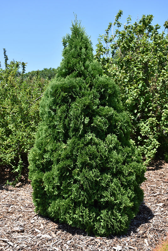 Arborvitae-Holmstrup 3-4'B