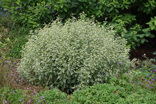Caryopteris-Snow Fairy 2CP