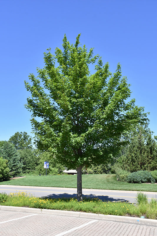 Maple-State Street 2.0"B