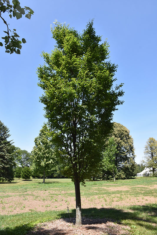 Zelkova-Musashino 2.0"B