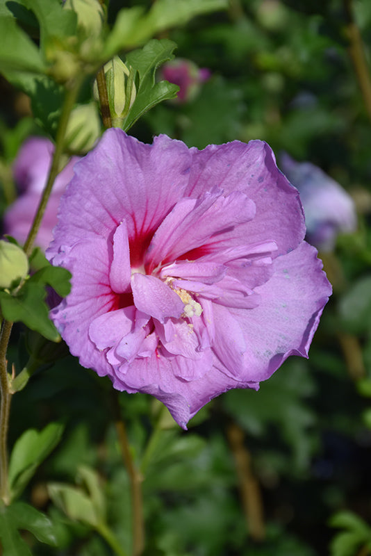 Althea-Lavender Chiffon On Standard 6C