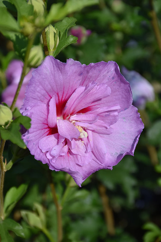 Althea-Lavender Chiffon On Standard 6C