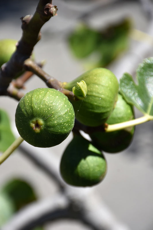 Fig-Chicago Hardy 3C