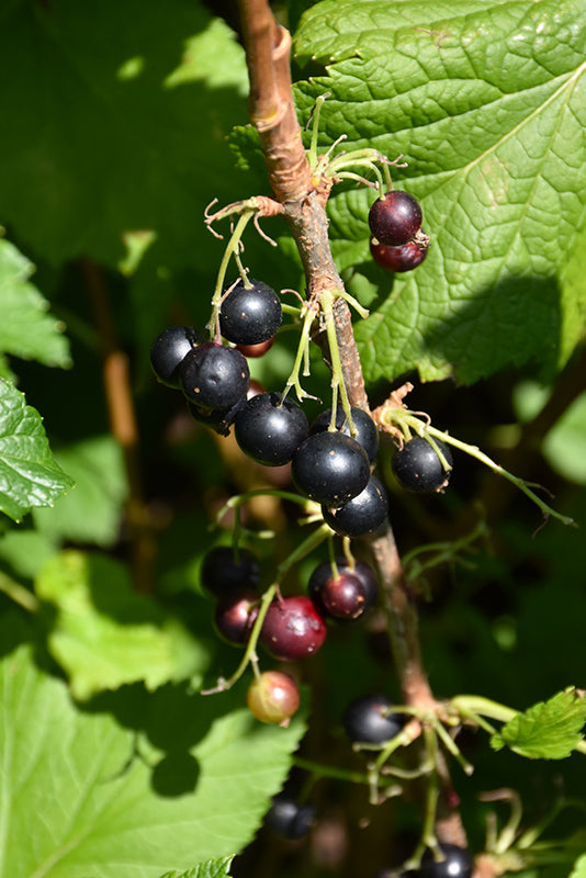 Currant-Consort Black 2C