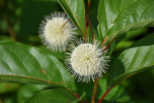 Buttonbush-Magical Moonlight 3C