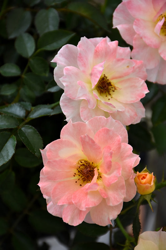 Rose-Oso Easy Italian Ice® 2C