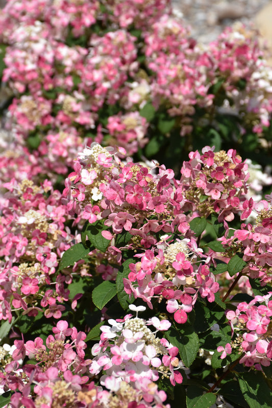 Hydrangea-Little Quick Fire® 3C