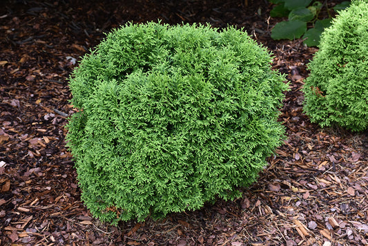 Arborvitae-Tater Tot 6C