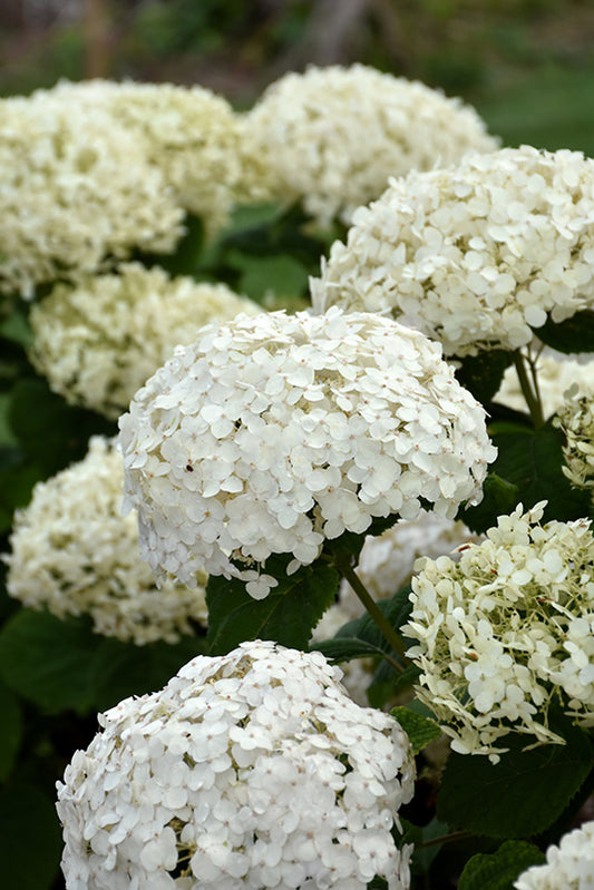 Hydrangea-Invincibelle Wee White® 3CP