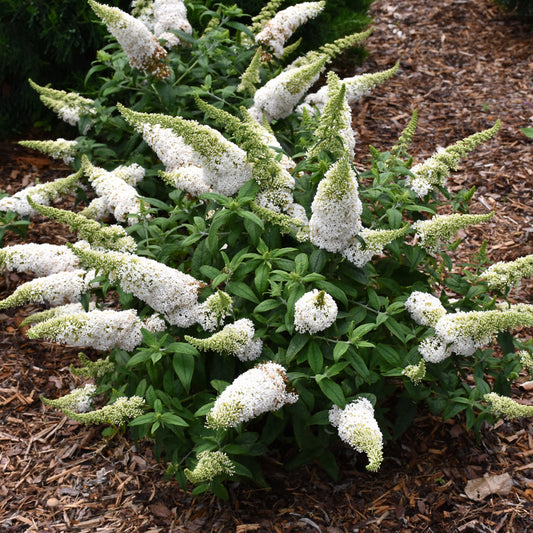 Buddleia-Pugster White 3C
