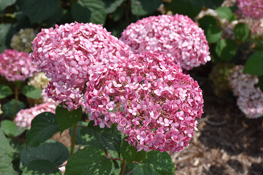 Hydrangea-Invincibelle® Spirit II 3C