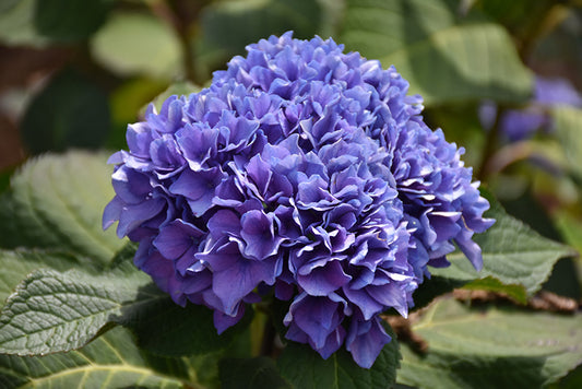 Hydrangea-Let's Dance® Rhythmic Blue® 2C