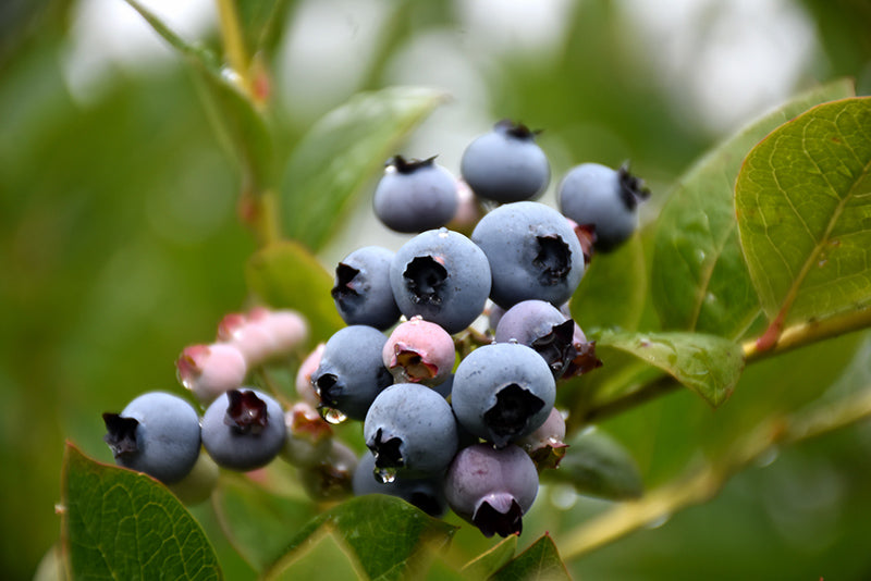 Blueberry-Patriot 1C