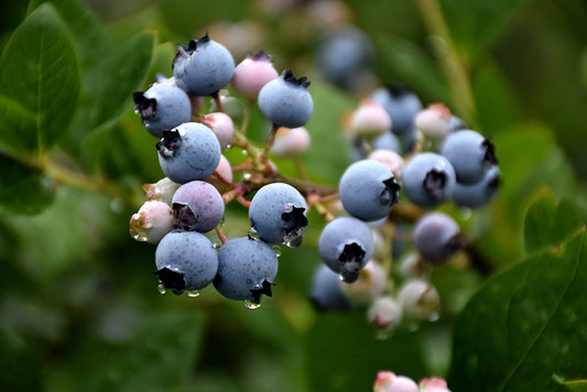 Blueberry-Bluecrop 1C