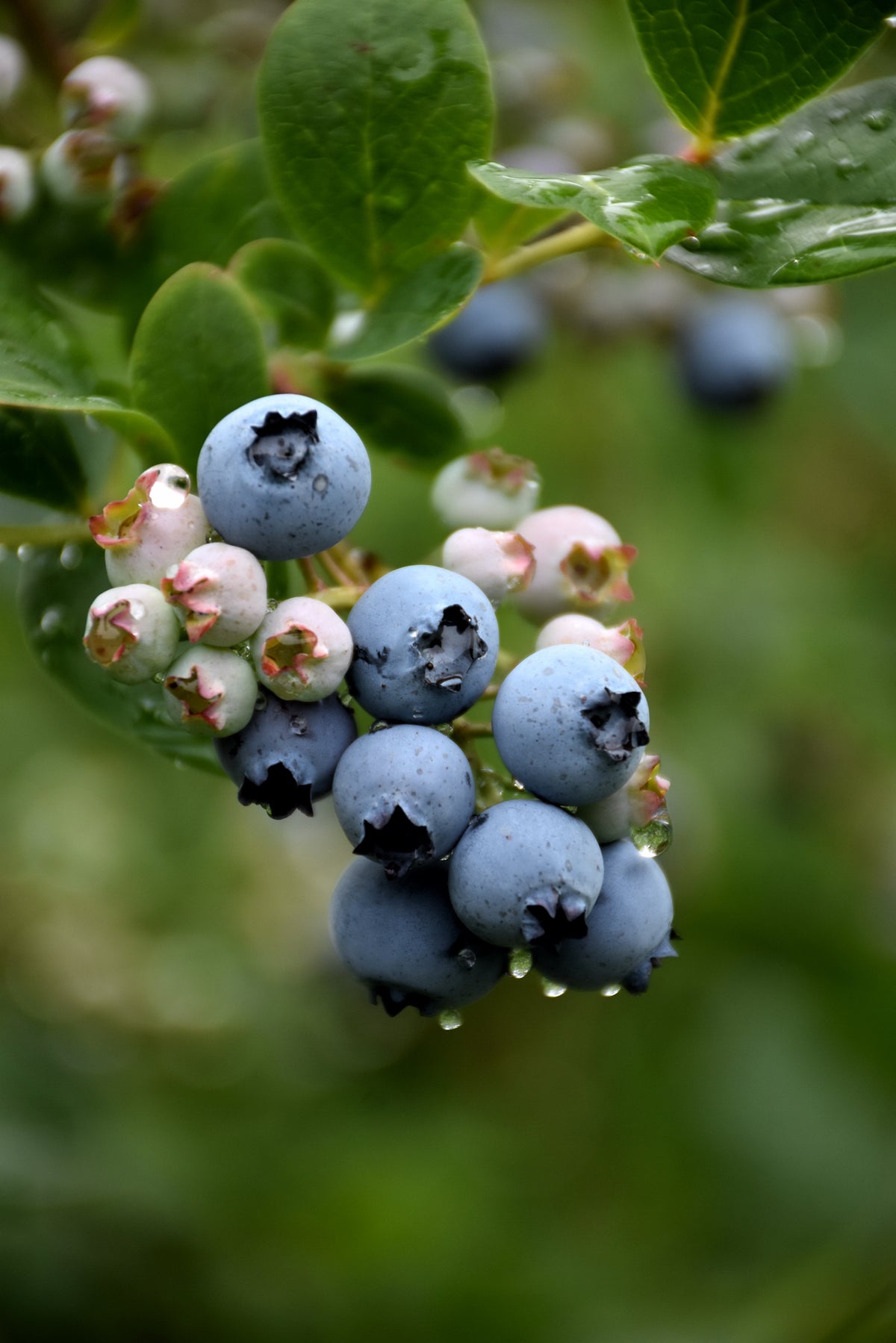 Blueberry-Duke 3C