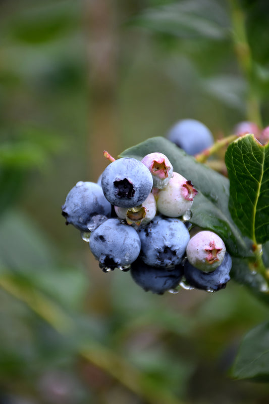 Blueberry-Chippewa 3C