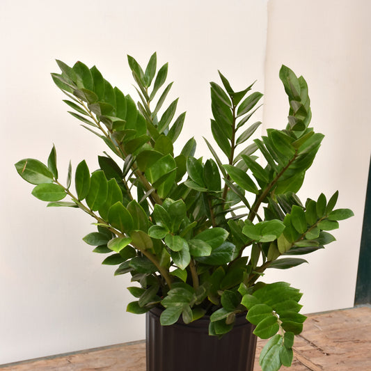 ZZ Plant-6"