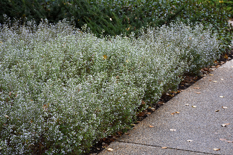 Calamintha-Light Blue 1C