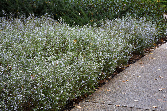 Calamintha-Light Blue 1C