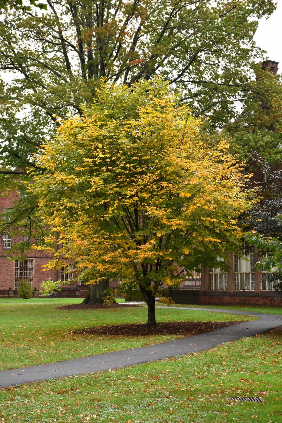 Yellowwood-1.5"B