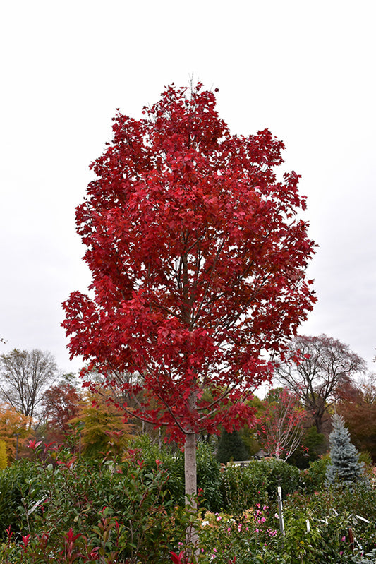 Maple-October Glory 2.5"BP