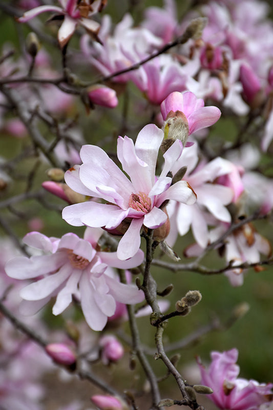 Magnolia-Leonard Messel 15C