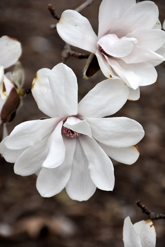 Magnolia-Dr. Merrill SS 15C