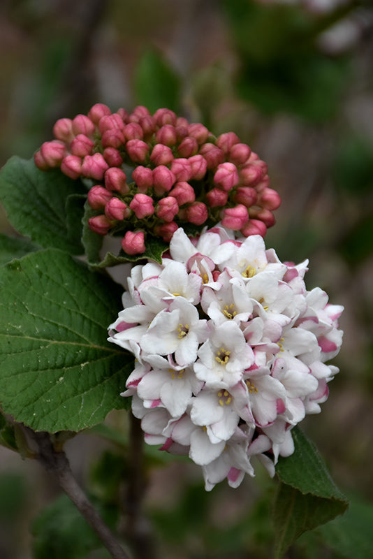 Viburnum-Spice Island 3C