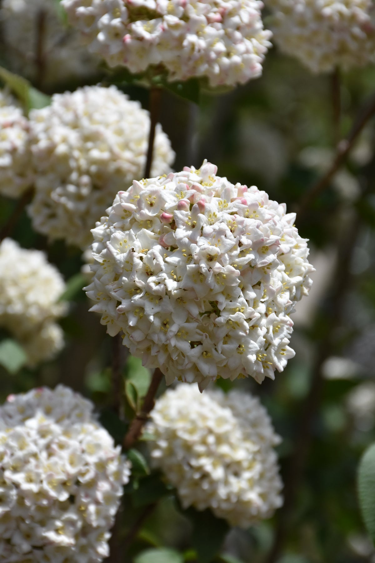 Viburnum-Burkwoodii 3C