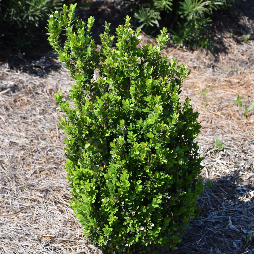 Boxwood-Baby Gem 2C
