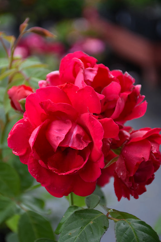 Rose-Blaze CL 3C
