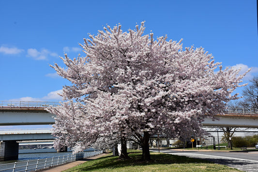 Cherry-Akebono 1.5"B