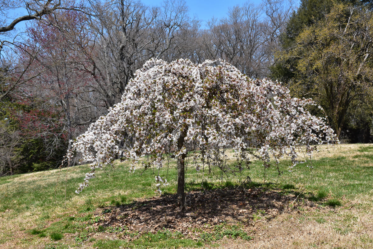 Cherry-Snow Fountain 2.0"B