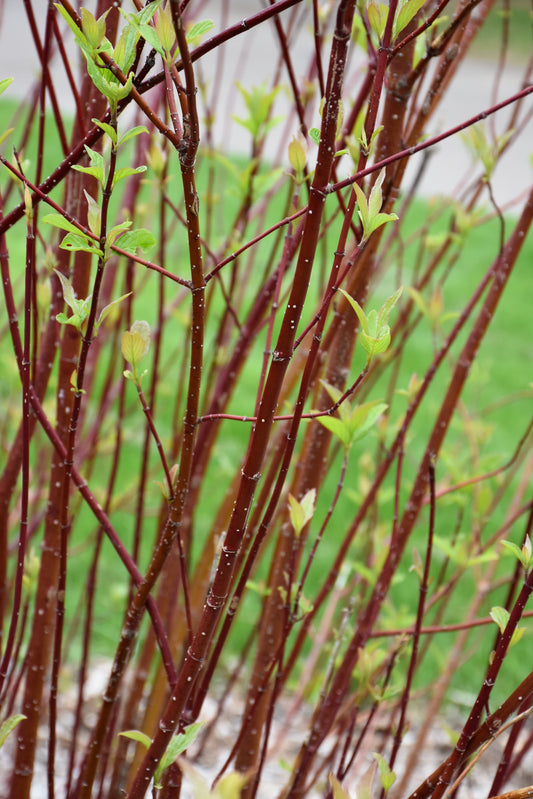 Dogwood-Arctic Fire® 5C