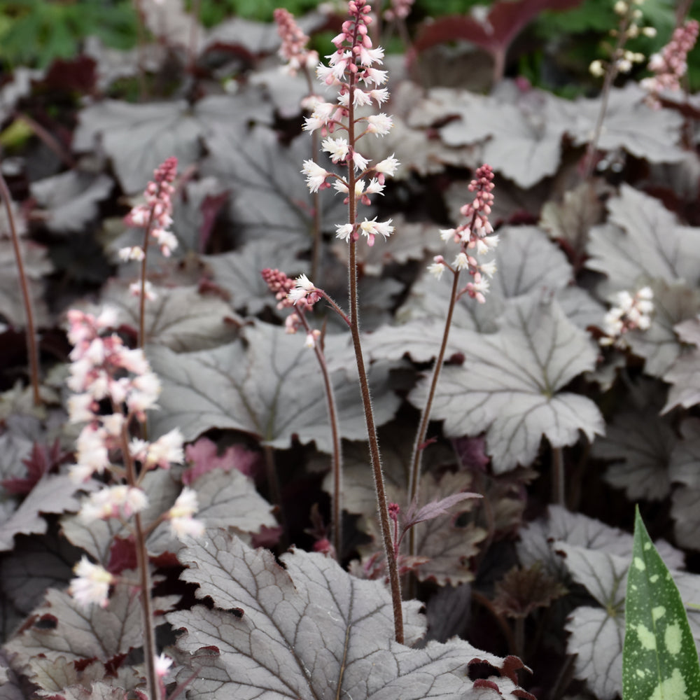 Heucherella-Plum Cascade 1C