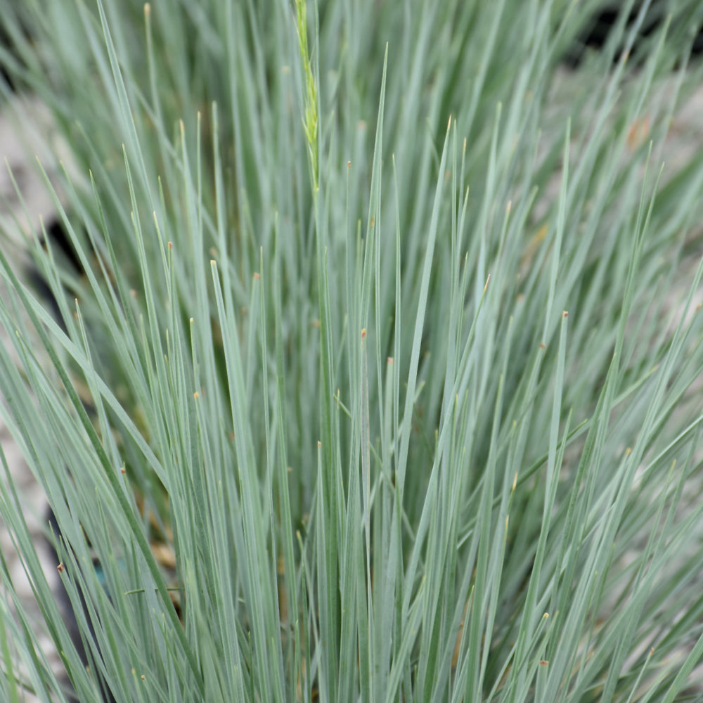 Grass-Sapphire 1C